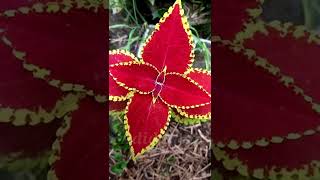 পাতা বাহার গাছ | Croton plant #short #adid_khan