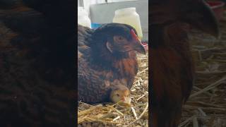 She hatched a chick! #homesteader #canada #chickens #chicks #country