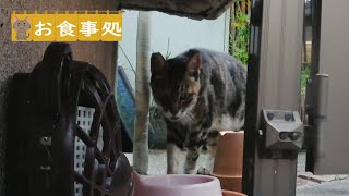 やっぱこれだね　野良猫アメショちゃん　Stray cat　Restaurant