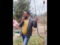 pruning session on dutch cut u0026 stub cut concept rajesh khimta himalayan farming live update