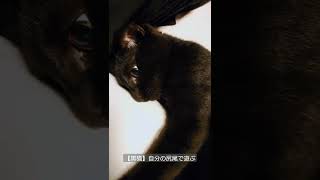 【黒猫】自分の尻尾で遊ぶ #shorts #うちの猫達