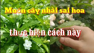 Cách làm hoa nhài ra nhiều hoa quanh năm, cách chăm sóc cây hoa nhài ra nhiều hoa