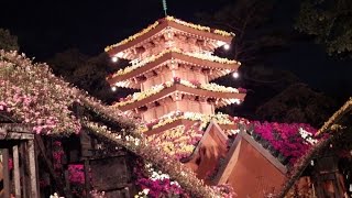 2014_11_16三島市　市立公園楽寿園[第62回菊まつり 夜間公開].wmv