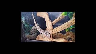 Hand feeding Cuban False Chameleon - Bonus Cell Phone Video!