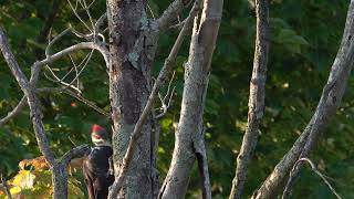 230827 Pileated Woodpecker 1