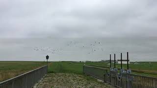 Zugvogeltage im Nordseebad Carolinensiel-Harlesiel