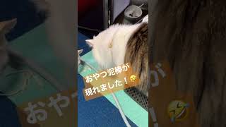 仲良し猫がおやつタイム！のはずが・・・　Happy Snack Time with Bestie Cats!　#Shorts