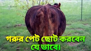 যে সকল কারণে গরুর পেট বড় হয়ে যায়।শীতের গরু পানি না খেলে যা করবেন।