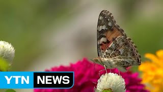 [날씨] 절기 '처서' 지나며 일교차↑...환절기 질환 주의보 / YTN