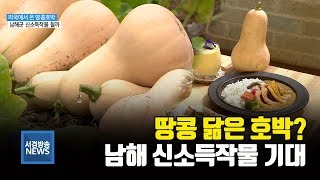 (R) 미국에서 건너온 땅콩호박, 남해 효자 작물 될까