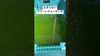 グリーンウォーターになり、成長も遅い子メダカ達🐟 #メダカ #ビオトープ #稚魚