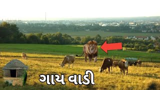 વાડીમાં ગાય ઘાસ ચરતા પાછળ સિંહ, શું થયું?Harshad pahAdi official vlog