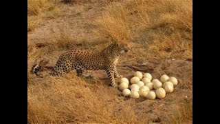 OSTRICH PROTECT EGGS TILL DEATH/ANIMALS PLANET