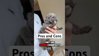 Getting a Mini English Bulldog Puppy Pros and Cons. Getting from a reputable breeder is huge!