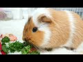 【モルモット】カプちゃんのお食事シーン🥗 モルモット guineapig ごはん