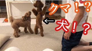 犬なの！？クマなの！？新しいおもちゃに大興奮！【トイプードルそぼろ＆ニコ】