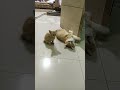 Oyen oy #cat #kitten #cute #cutecat #pets #meow #kucinglucu #meows #catlover #funny #shorts