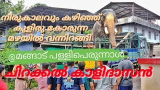 കോരിച്ചൊരിയുന്ന മഴയത്തും ചുറു ചുറുക്കൊടെ മങ്ങാട് പള്ളി പെരുന്നാളിനെത്തി ചിറക്കൽ കാളിദാസൻ #aana