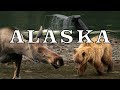 Visiting Alaska - MUST SEE Wildlife & Scenic Spots