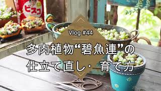 【Vlog#44】多肉の可愛いおさかな碧魚連の仕立て直し・育て方【多肉植物】【挿し木】