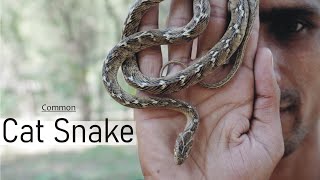 Common Cat Snake |Boiga Trigonata| Full Documentary