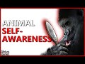 Self-Awareness In The Animal Kingdom (Fascinating)