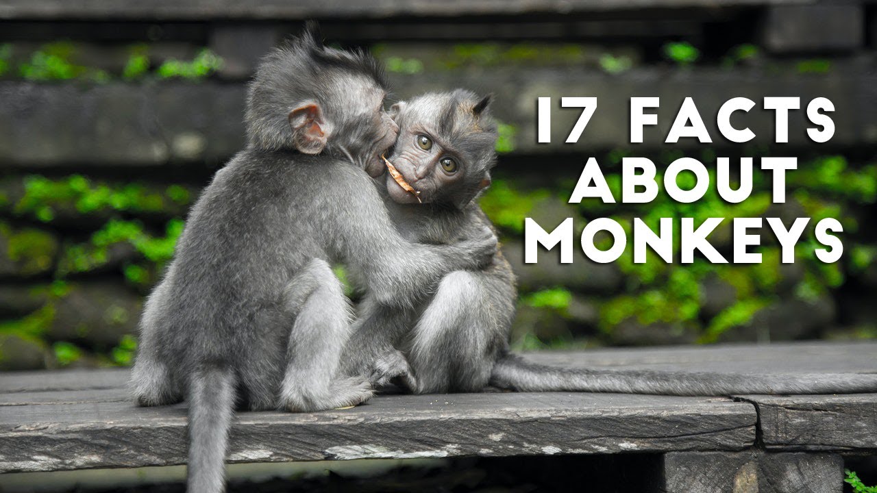 17 Facts About Monkeys Youtube