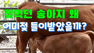 젖 먹던 송아지, 왜 어미젖을 들이받았을까? (10초에 충격적 장면)