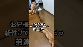 【保護猫】 4兄弟　この遊び面白い🤭　#shorts #ねこのいる生活 #cat