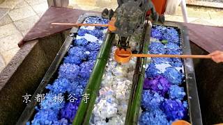 Kyoto's Yokokuji Temple: Ajisai (Hydrangea) \