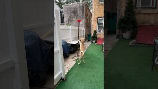 My dog jack playing fetch #dogplaying #dog #puppyvideos #jackthedogking #puppy #doglovers