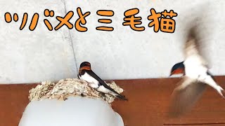 269ツバメと三毛猫　#三毛猫