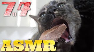 【ASMR】豚肉のフリーズドライを唸りながら食べる猫たちの咀嚼音🐷🐈🎧Cat Eating Freeze　Dry Pork