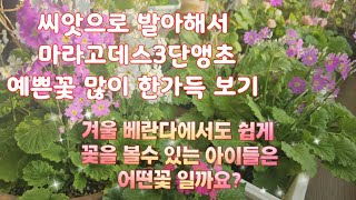 🥀씨앗으로 발아해서 꽃 피우는 마라고데스 3단 앵초는 어김없이 올해도 꽃을 피우고 식물등 하나없이 베란다에서 꽃피우는 아이들 🥀