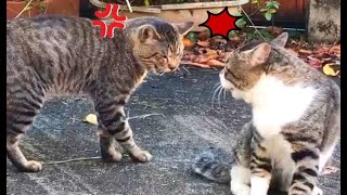 野良猫の喧嘩！鳴き声がなんだか楽しすぎて可愛いｗ【Japanese Cute Cats】日本の猫にゃん/感動猫動画