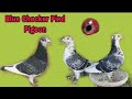 Blue Checker Pied Pigeon Racing | Star Loft