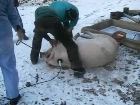 Sertés Sokkoló Youtube