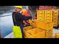 flipfarm oyster system harvesting