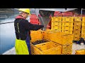 flipfarm oyster system harvesting