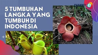 5 Tumbuhan Langka Yang Tumbuh Di Indonesia