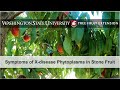 Symptoms of X-disease Phytoplasma in Stone Fruit