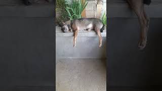 how the dog sleep very well like this😱#shortsfeed #shorts #shortsvideo #youtubeshorts
