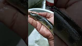 அவுரி மீன் - Snakehead Fish #nature #fish #village #river #fishing