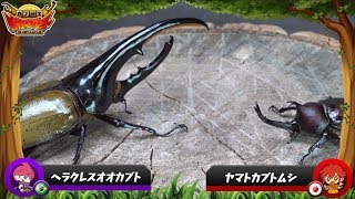 【ビートルバトラー カブ闘士】激闘ムービー＃4 ヤマトカブトVSヘラクレスオオカブト