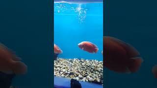 சேலத்தில் முதன் முறையாக Underwater Tunnel fish aquarium in #salem #shorts  #aquarium #shortvideo