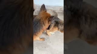 Our professor is so happy to see his girlfriend🐕😘#germanshepherd #doglover #love # lovely pets ❤️