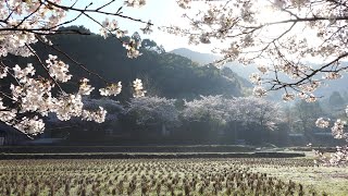 秋月杉の馬場通りの桜満開2023