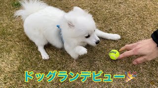 初めてのドッグランで興奮【日本スピッツ】