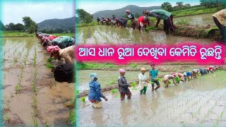 ଆସ new videoରେ ଧାନ ରୂଆ ଦେଖିବା ।