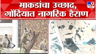 Gondia Monkey Damage | गोंदिया जिल्ह्यात माकडांमुळे नागरिक हैराण